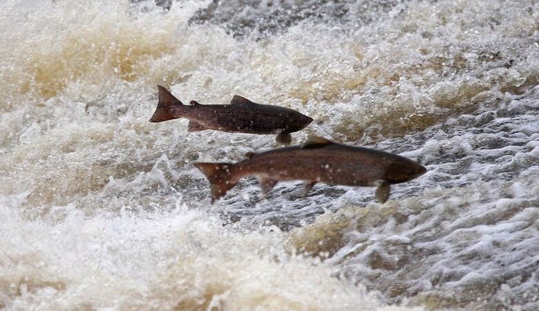 Irish salmon