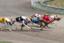 Greyhound racing