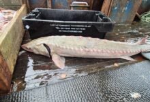 Иллюстрация европейского осетра — редкой рыбы, вернувшейся в ирландские воды спустя 40 лет.