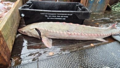 Иллюстрация европейского осетра — редкой рыбы, вернувшейся в ирландские воды спустя 40 лет.